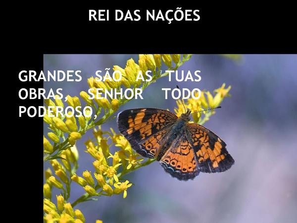 REI DAS NAÇÕES