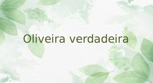 oliveira verdadeira