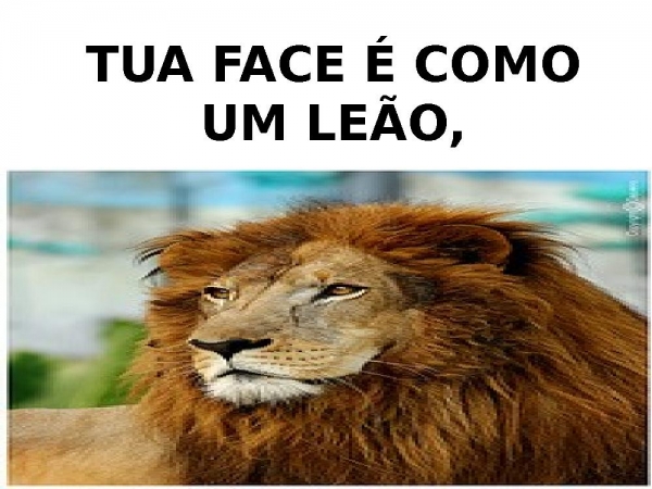 TUA FACE É COMO UM LEÃO